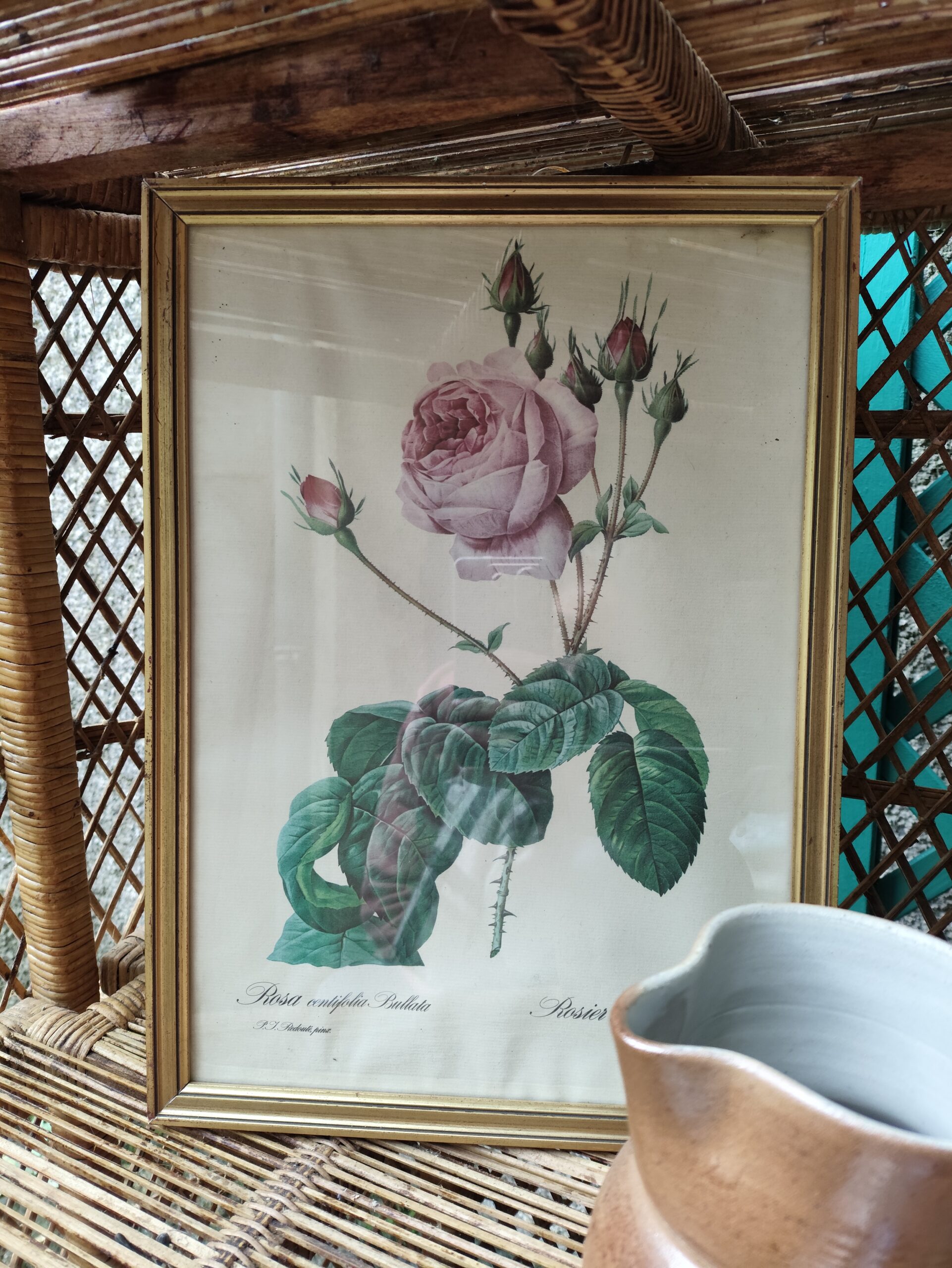 Lithographie planche botanique illustration rose rose Redouté vintage