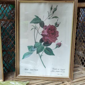 Illustration Planche Botanique Rose Rouge P.J. Redouté