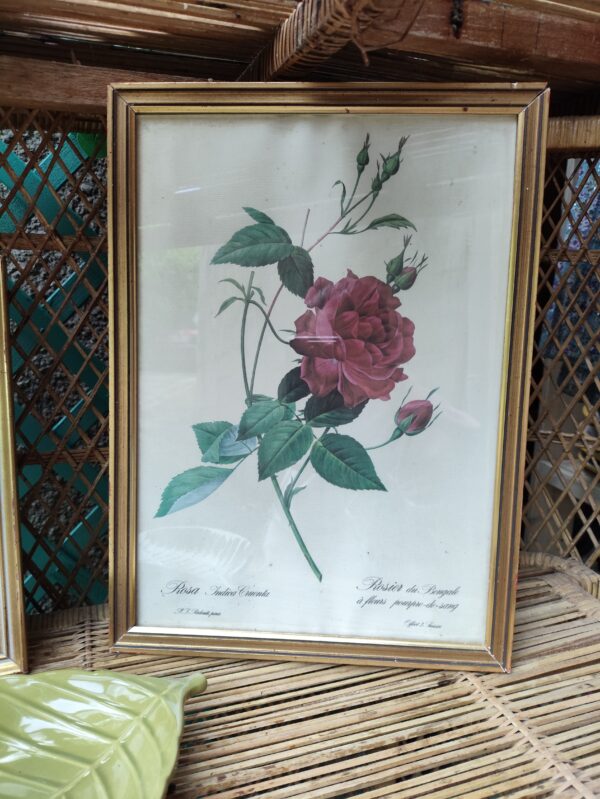 Lithographie planche botanique illustration rose rouge P.J. Redouté vintage