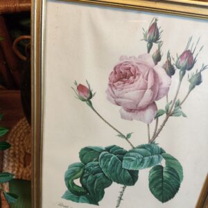 Illustration Planche Botanique Rose Rose P.J. Redouté